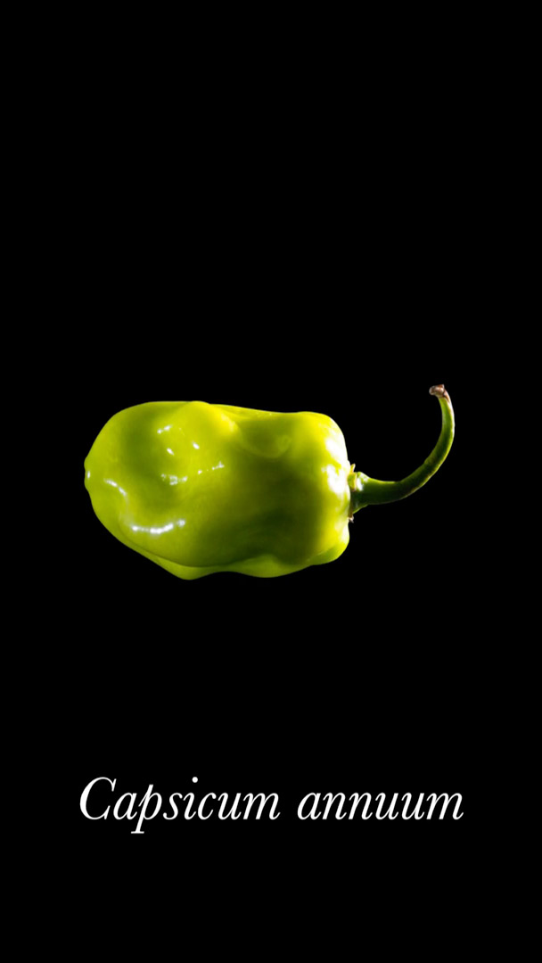 legada salsa habanero